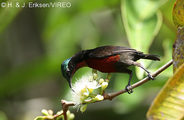 Purple-throated Sunbird e05-14-238.jpg